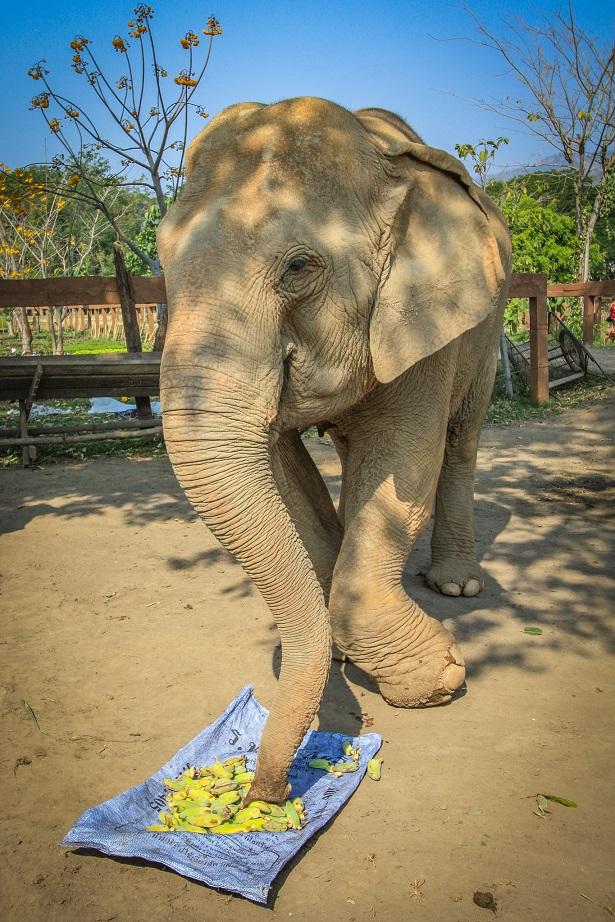 elephant at Elephant Nature Park in Chiang Mai