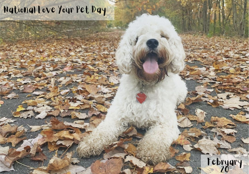 febtusty marketing ideas love your pet day