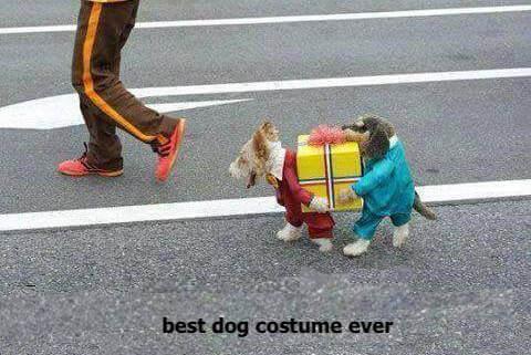 funny holiday dog costume