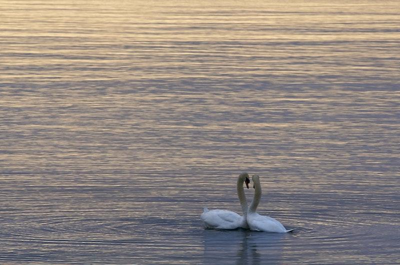 valentine's day marketing ideas valentine's day graphics