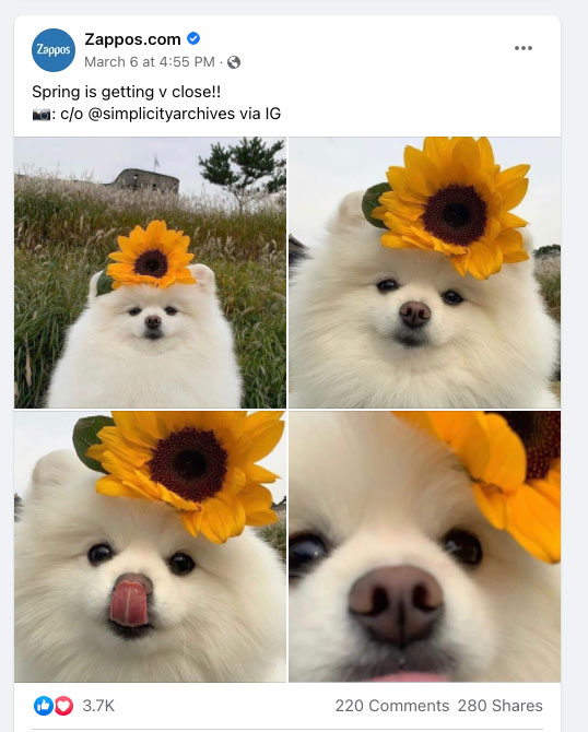 facebook engagement posts - puppy