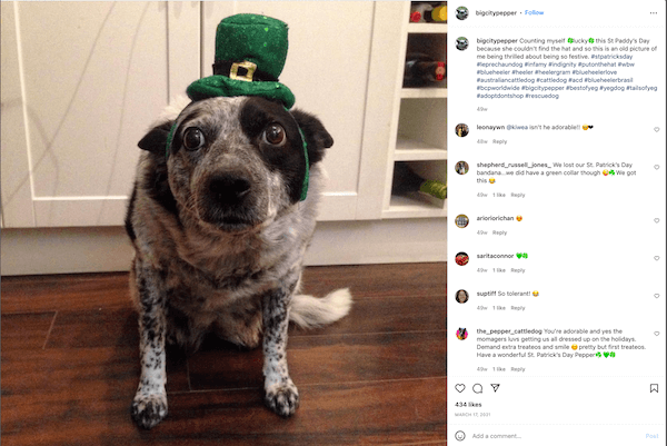 saint patty's day instagram captions - dog with leprechaun hat