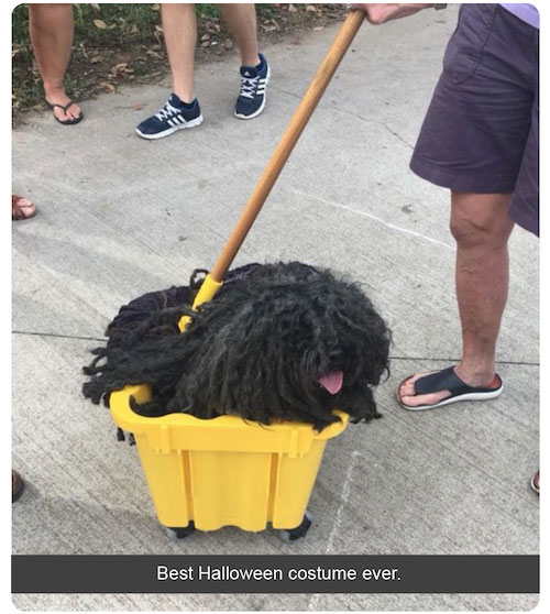 halloween greetings and saying - dog is a mop for halloween